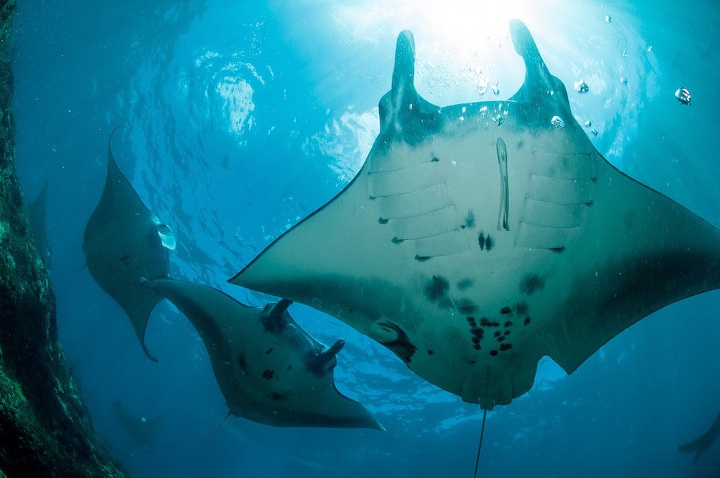 Ikan Pari Manta di Nusa Penida di Bali dengan pusat selam Warnakali